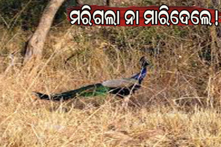 ଡାକ୍ତରଖାନାରେ ଚାଲିଗଲା ମୟୂରର ଜୀବନ