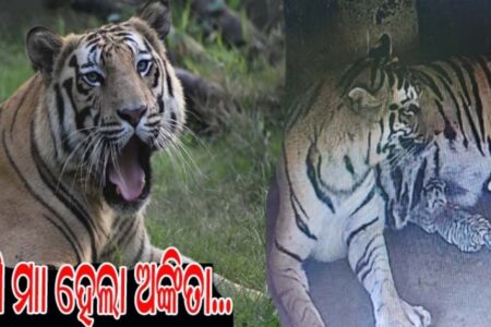 ତୃତୀୟଥର ପାଇଁ ମା ହେଲା ଅଙ୍କିତା